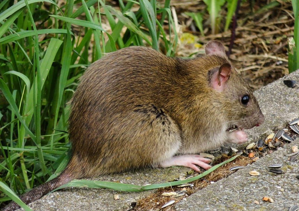 Rat control deals